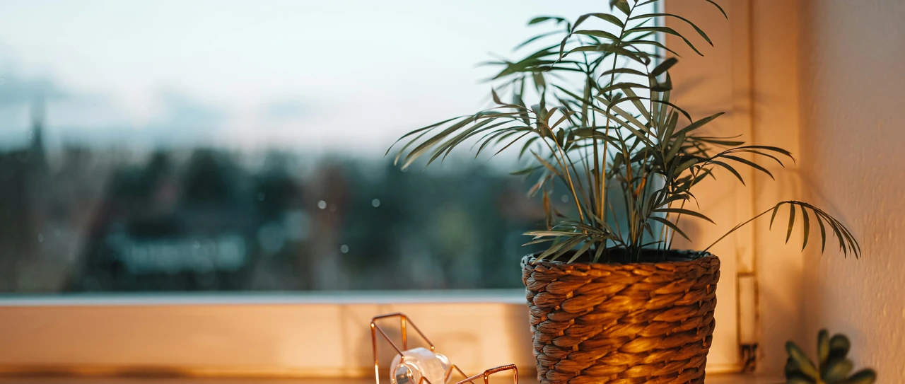 Warm window light on a potted palm, glasses on a notebook and a small plant on a windowsill