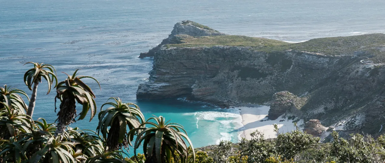 Green headland and turquoise bay at Cape Point on the Cape Peninsula, seen through aloe plants in soft light