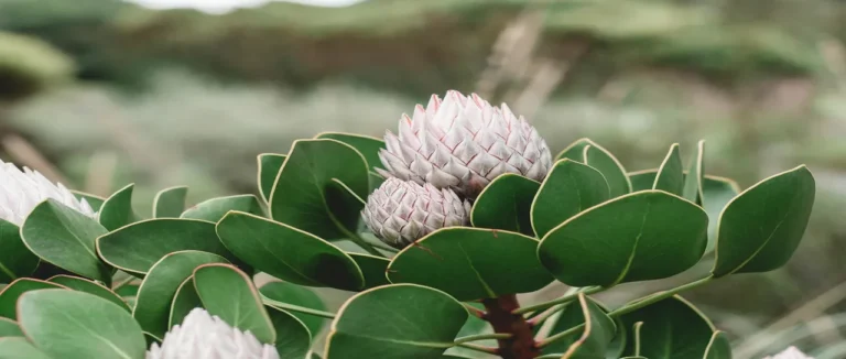 A pale pink protea flower opening among green leaves in a Cape Town garden