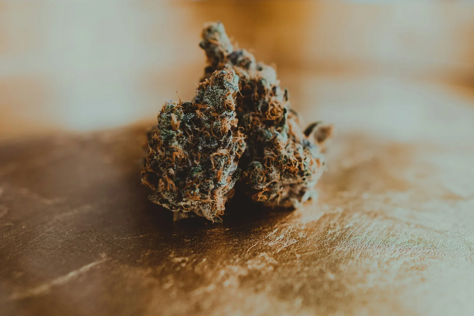 Two cannabis buds in warm golden light on a wooden surface
