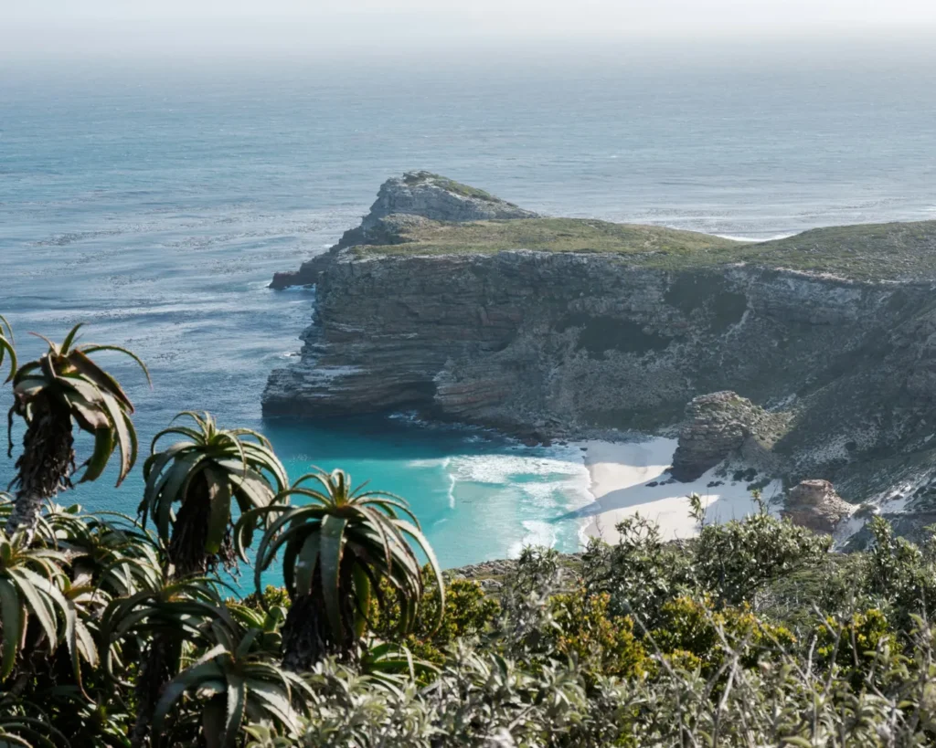 Green headland and turquoise bay at Cape Point on the Cape Peninsula, seen through aloe plants in soft light