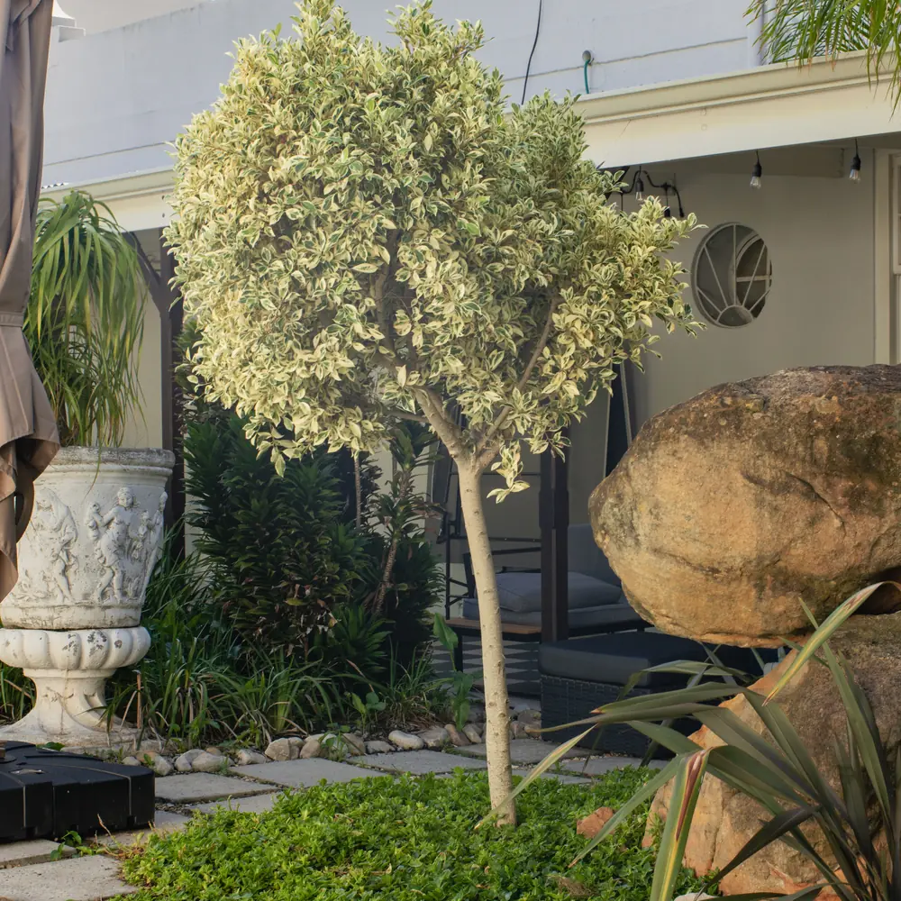 A small variegated tree in a courtyard garden with a stone urn, a large boulder and paving stones in the lawn