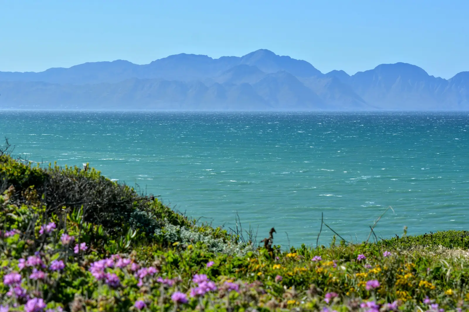 Pink and yellow wild flowers on a bank above the turquoise water of False Bay, with mountains across the water