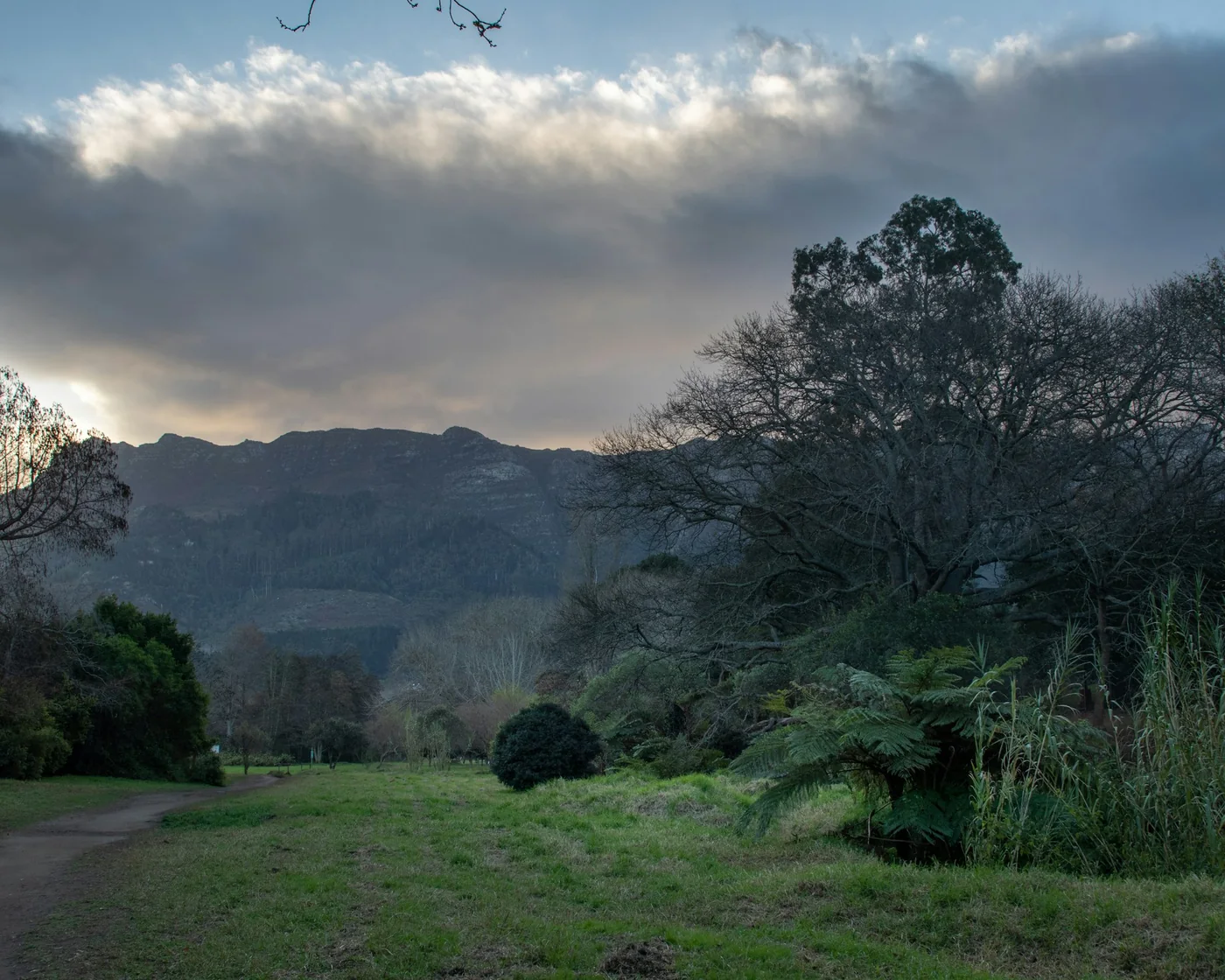 A quiet green path through trees with a mountain and low cloud in the distance
