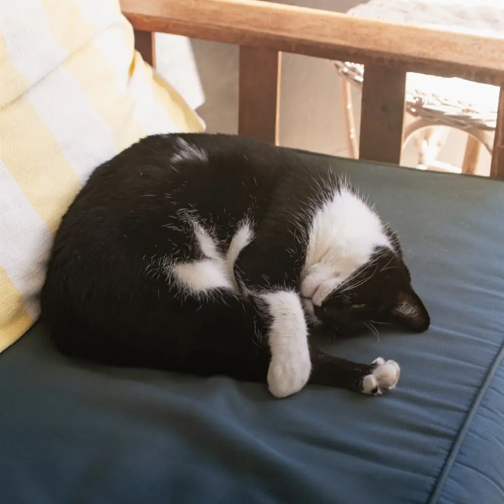 A black and white cat curled up asleep on a blue cushioned bench in soft morning light