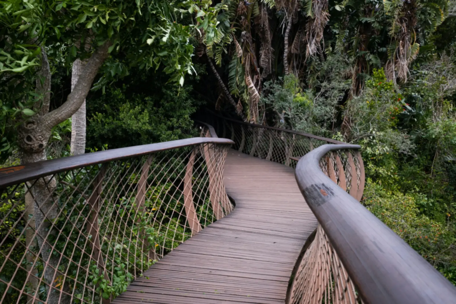 A wooden canopy walkway curving through forest at Kirstenbosch Botanical Garden, Cape Town