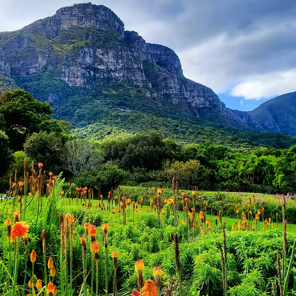 Green hillside garden with orange red hot poker flowers below Table Mountain, Kirstenbosch, Cape Town