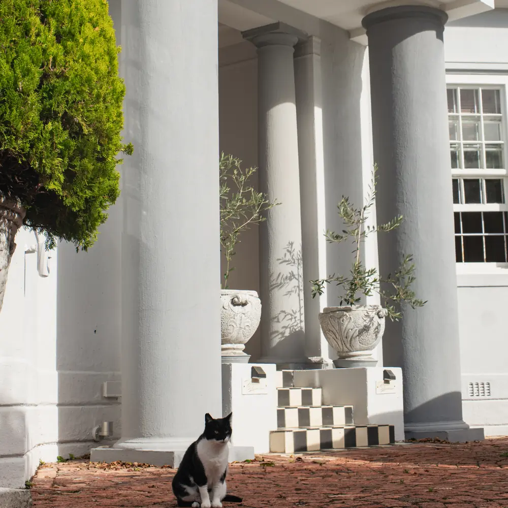 A black and white cat sits on red brick paving in front of tall white columns and olive trees in stone urns