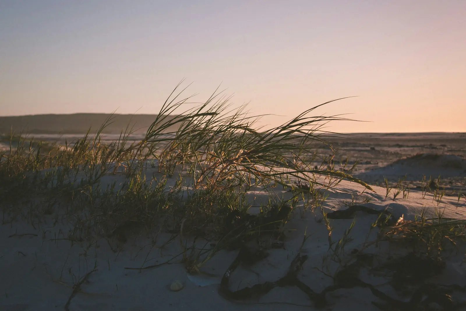 Dune grass bending in the wind on Noordhoek beach in Cape Town at dusk under a soft pink and gold sky