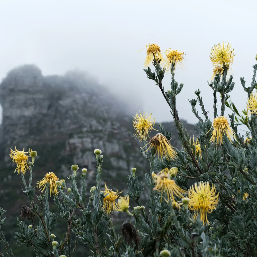 Yellow pincushion flowers in the foreground with a mist-wrapped mountain peak behind, Kirstenbosch, Cape Town