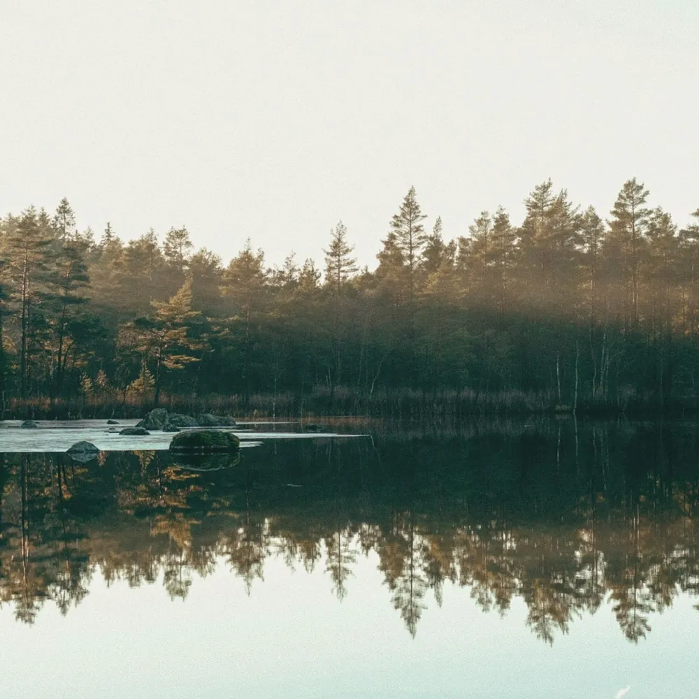 Trauma and PTSD Recovery