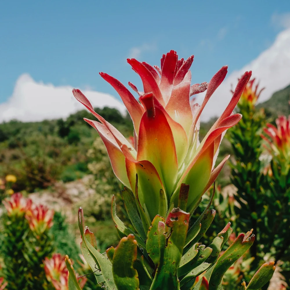 A protea flower blooming in a garden below a mountain