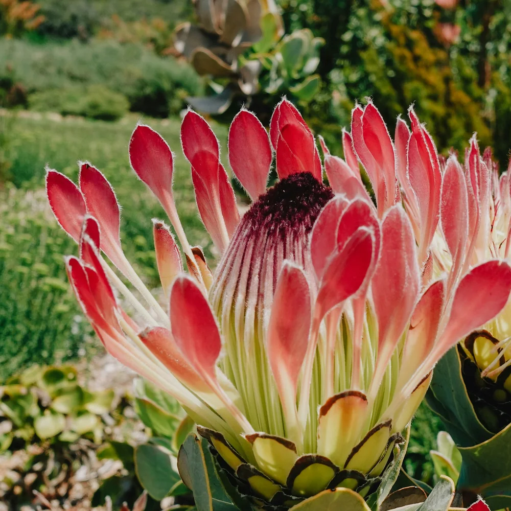 Close-up of a pink and cream king protea flower in a sunny garden, Kirstenbosch, Cape Town