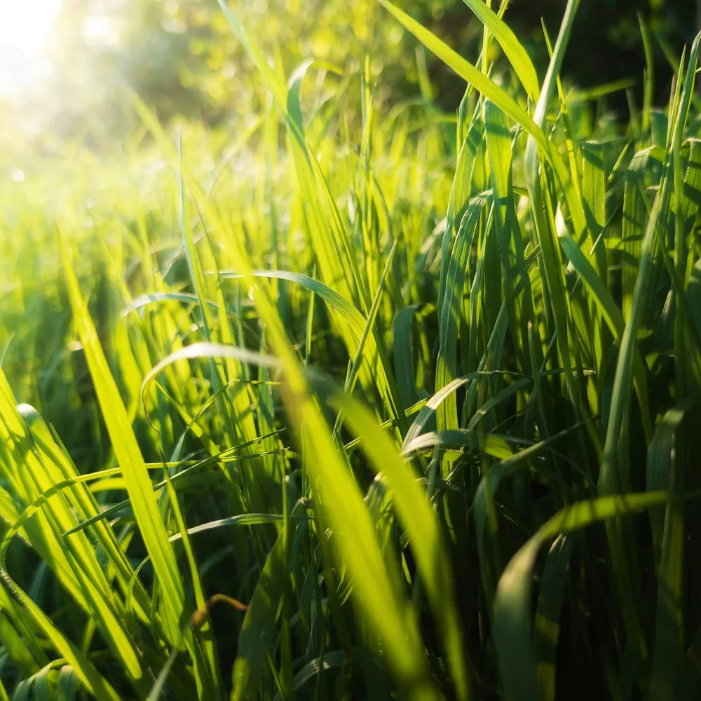 Sunlight through tall green grass in soft morning light