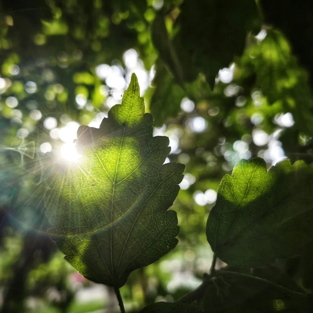 Sunlight breaking through green leaves with a bright lens flare, close up