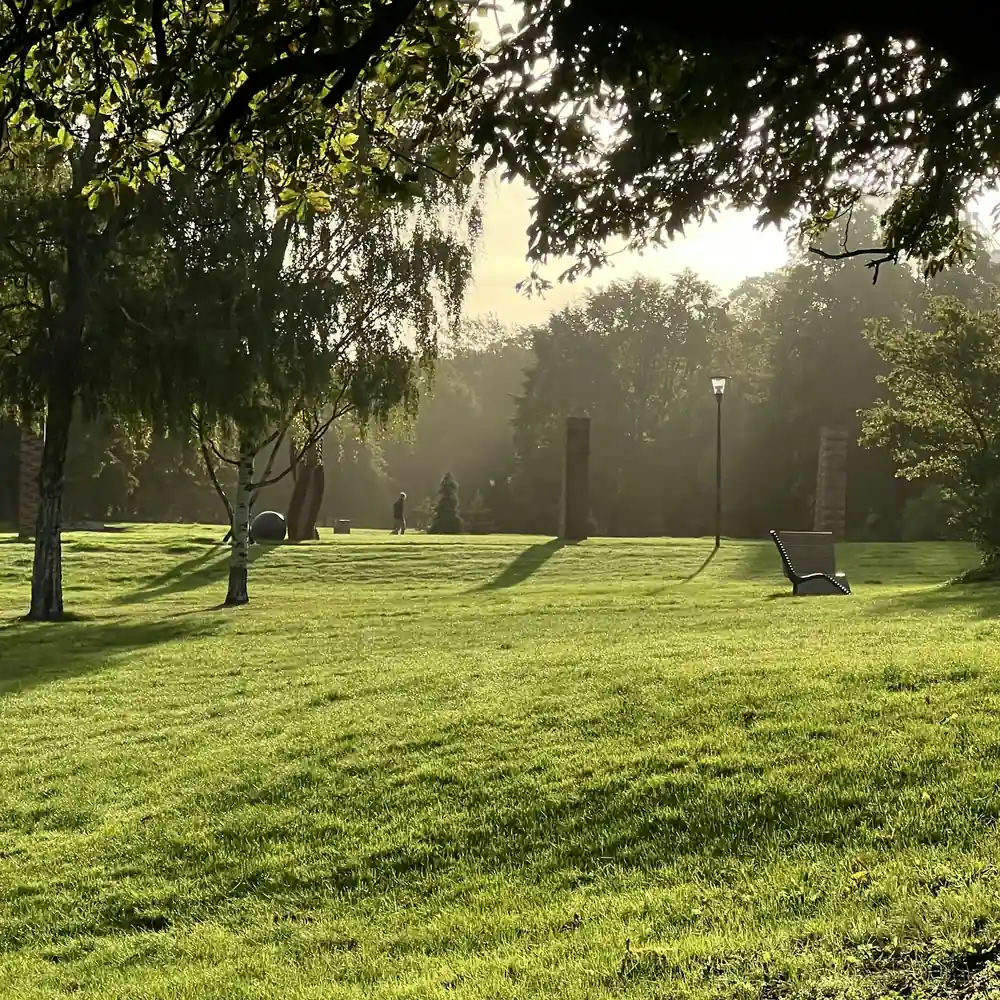 Soft morning sunlight through birch trees onto an open green lawn