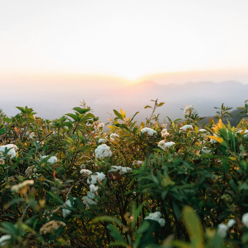 White flowers on a mountain bush catching low morning sun above misty hills