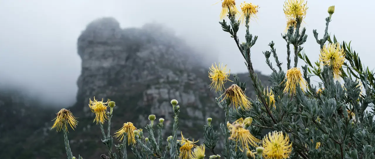 Yellow fynbos flowers in front of a mist-covered Table Mountain rock face