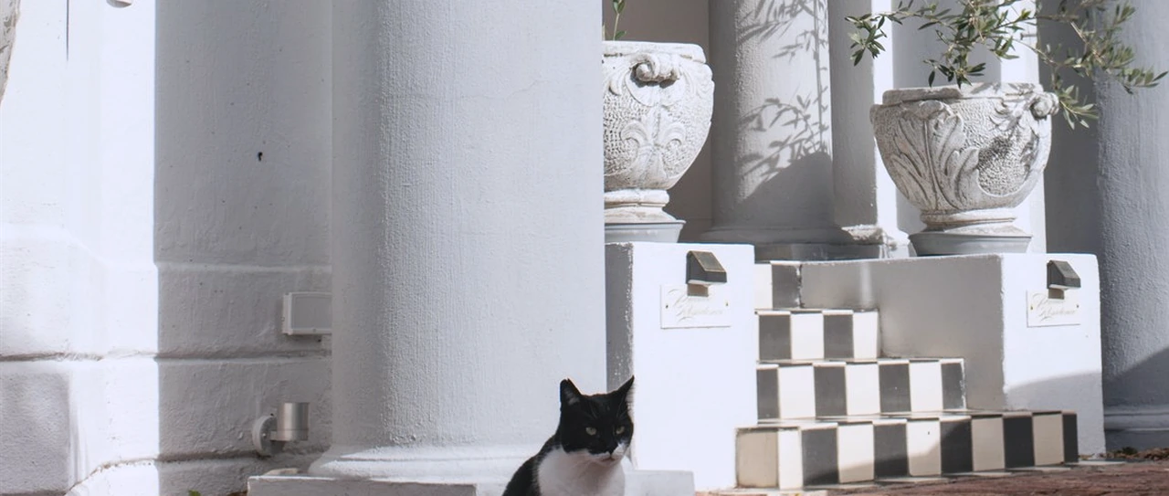 White colonnaded entrance porch of a rehabilitation centre in daylight, with a resident cat