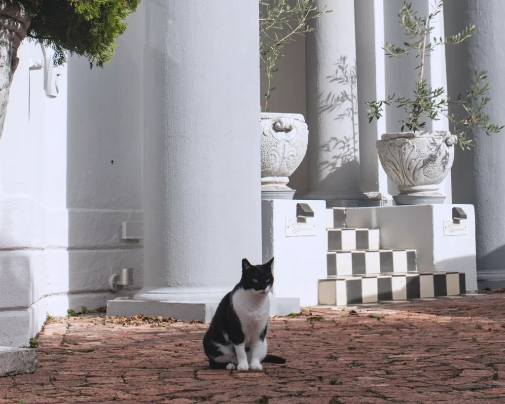 White colonnaded entrance porch with olive trees in stone planters and a resident cat, daylight