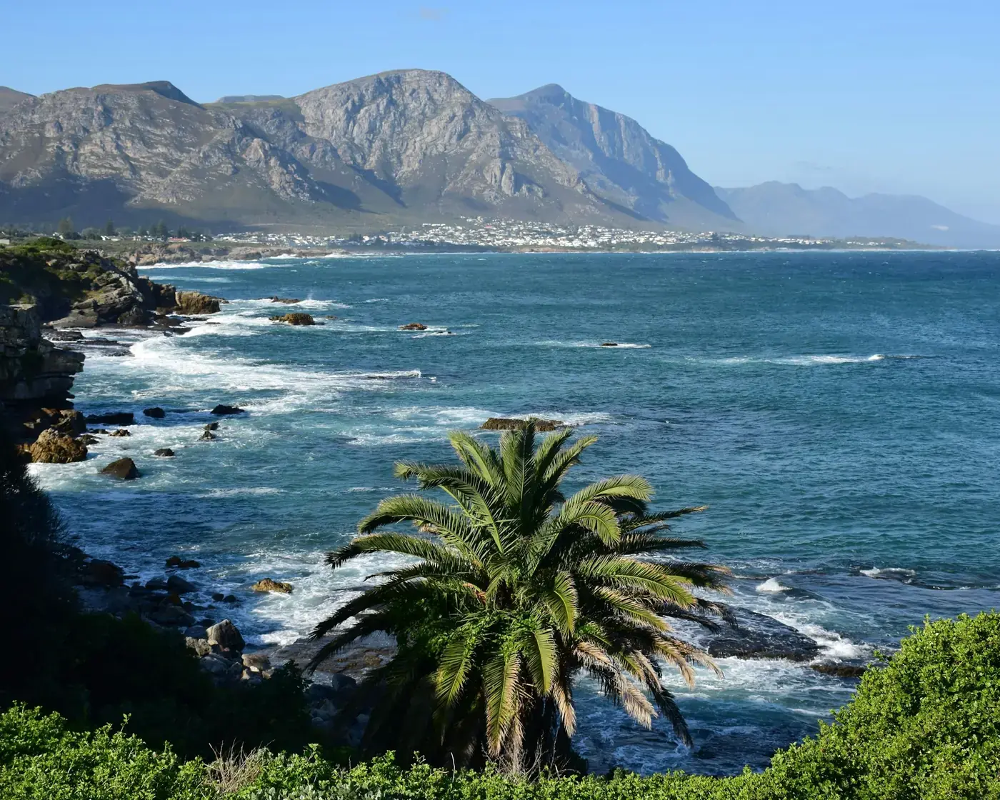 A rocky coastline with a palm tree, blue sea and mountains behind it near Hermanus, Western Cape