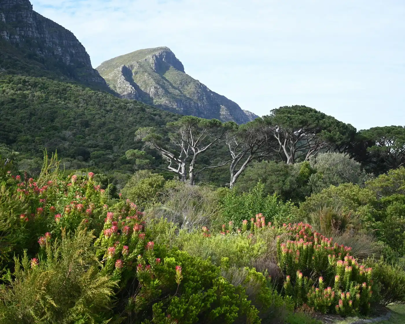 Pink and green fynbos below a rocky peak in Kirstenbosch garden, Cape Town