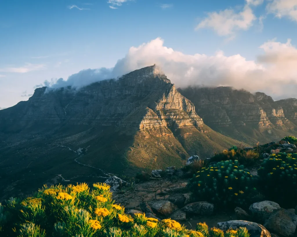 Table Mountain with low cloud and yellow fynbos flowers in the foreground
