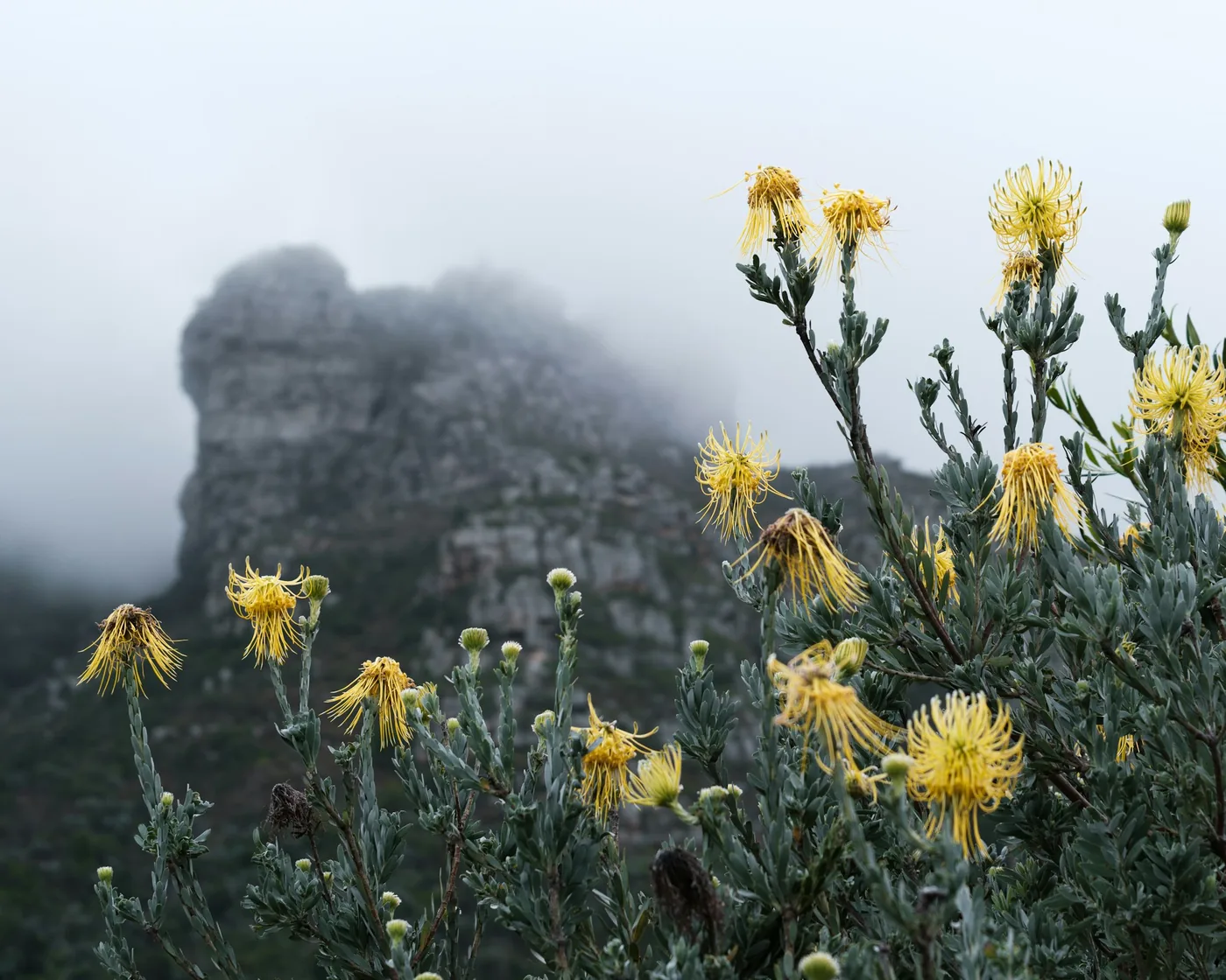 Yellow fynbos flowers in front of a mist-covered Table Mountain rock face